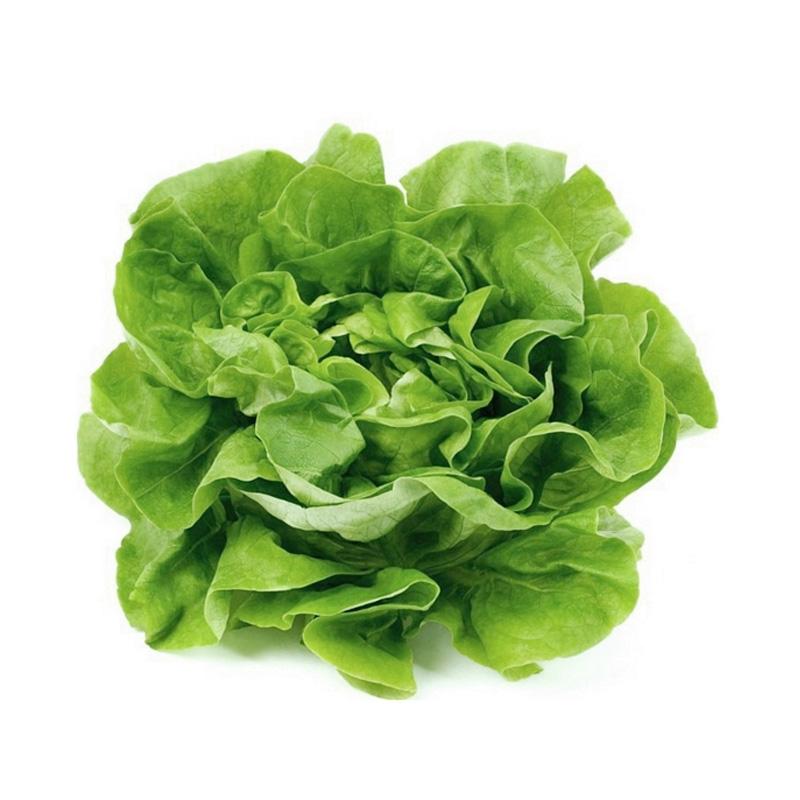 LECHUGA MANTECOSA x kg